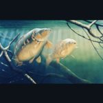 Fishing247